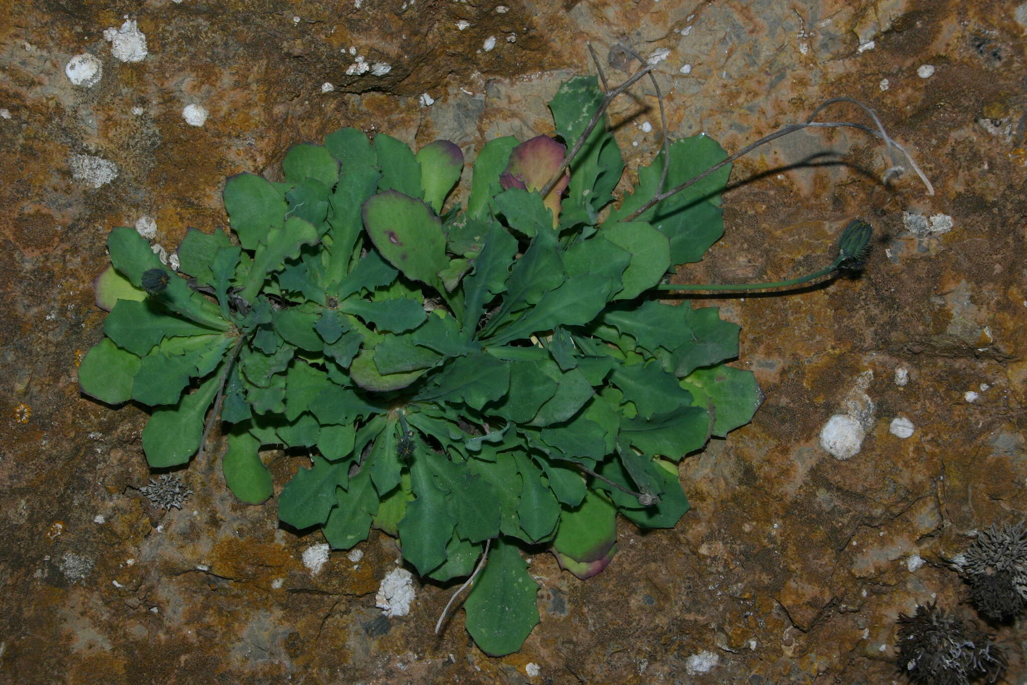 Hypochaeris laevigata (L.) Cesati resmi