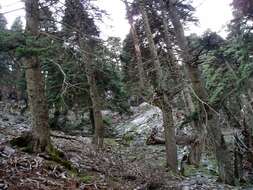 Image of Spanish Fir