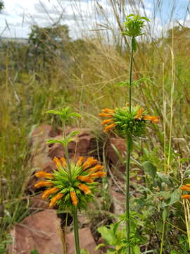 Leonotis ocymifolia var. schinzii (Gürke) Iwarsson resmi