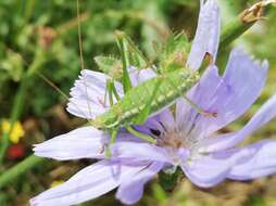 Image of striped bush-cricket