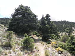 Image of Spanish Fir