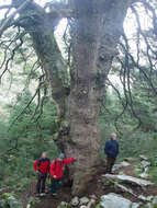 Image of Spanish Fir