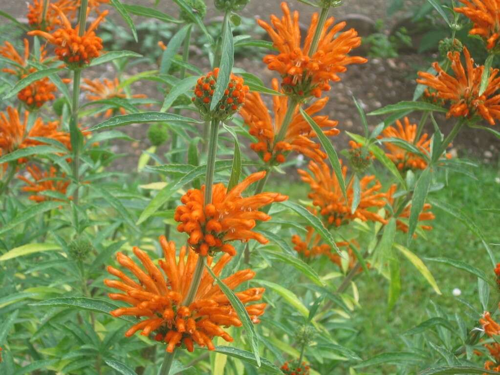 Image of lion's ear