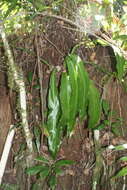 Sivun Asplenium serratum L. kuva
