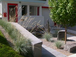 Image of blue oat grass