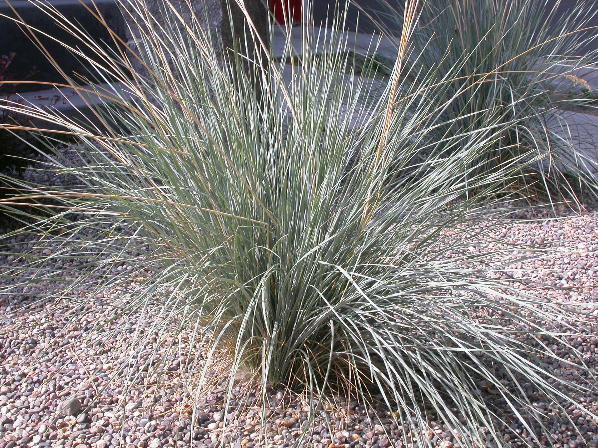 Image of blue oat grass