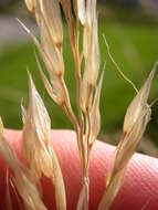 Image of blue oat grass