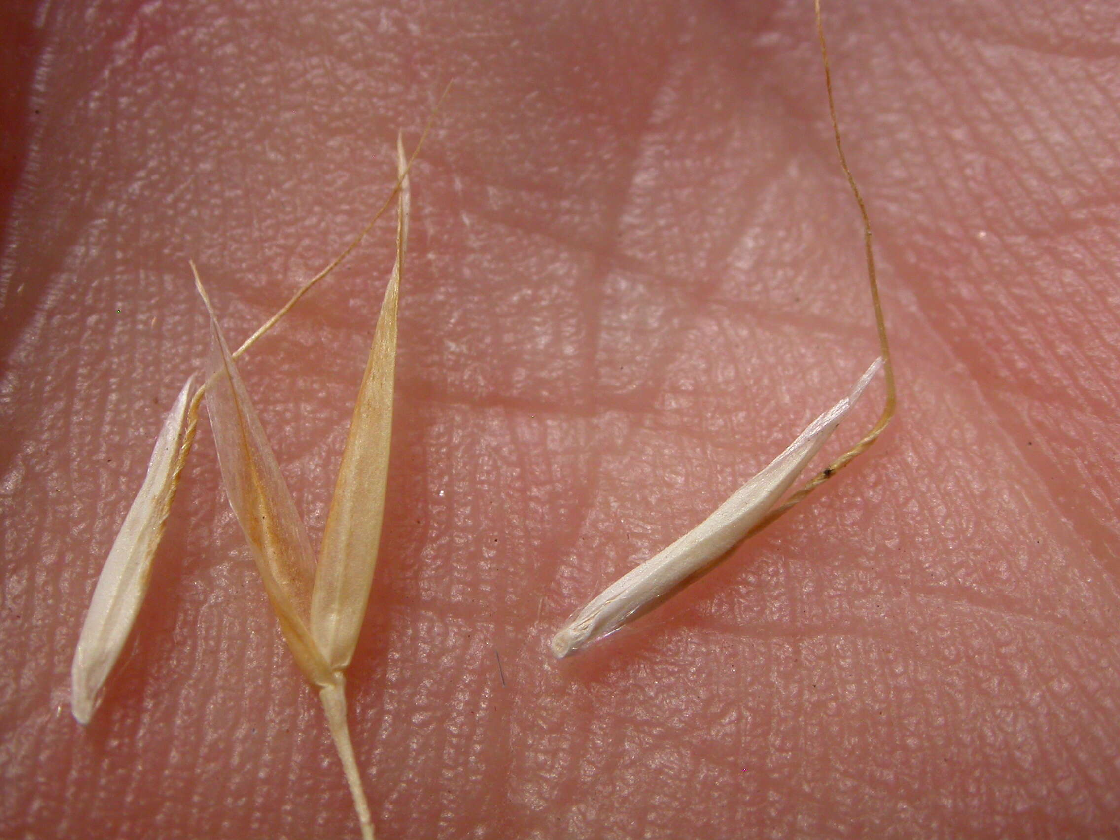 Image of blue oat grass