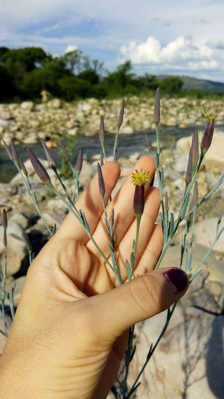 Image of Porophyllum lanceolatum DC.