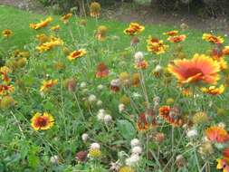 Image of Common perennial gaillardia