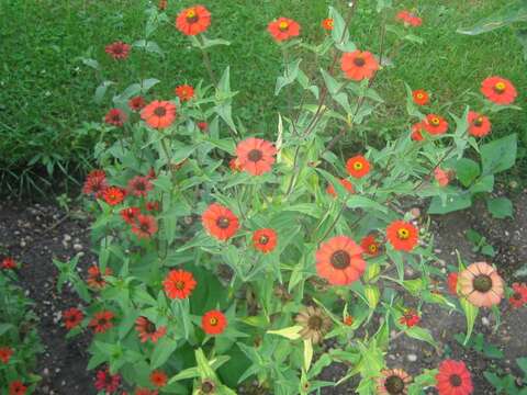 Image of Peruvian zinnia