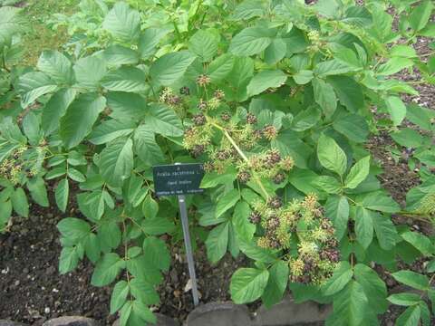 Image of spikenard