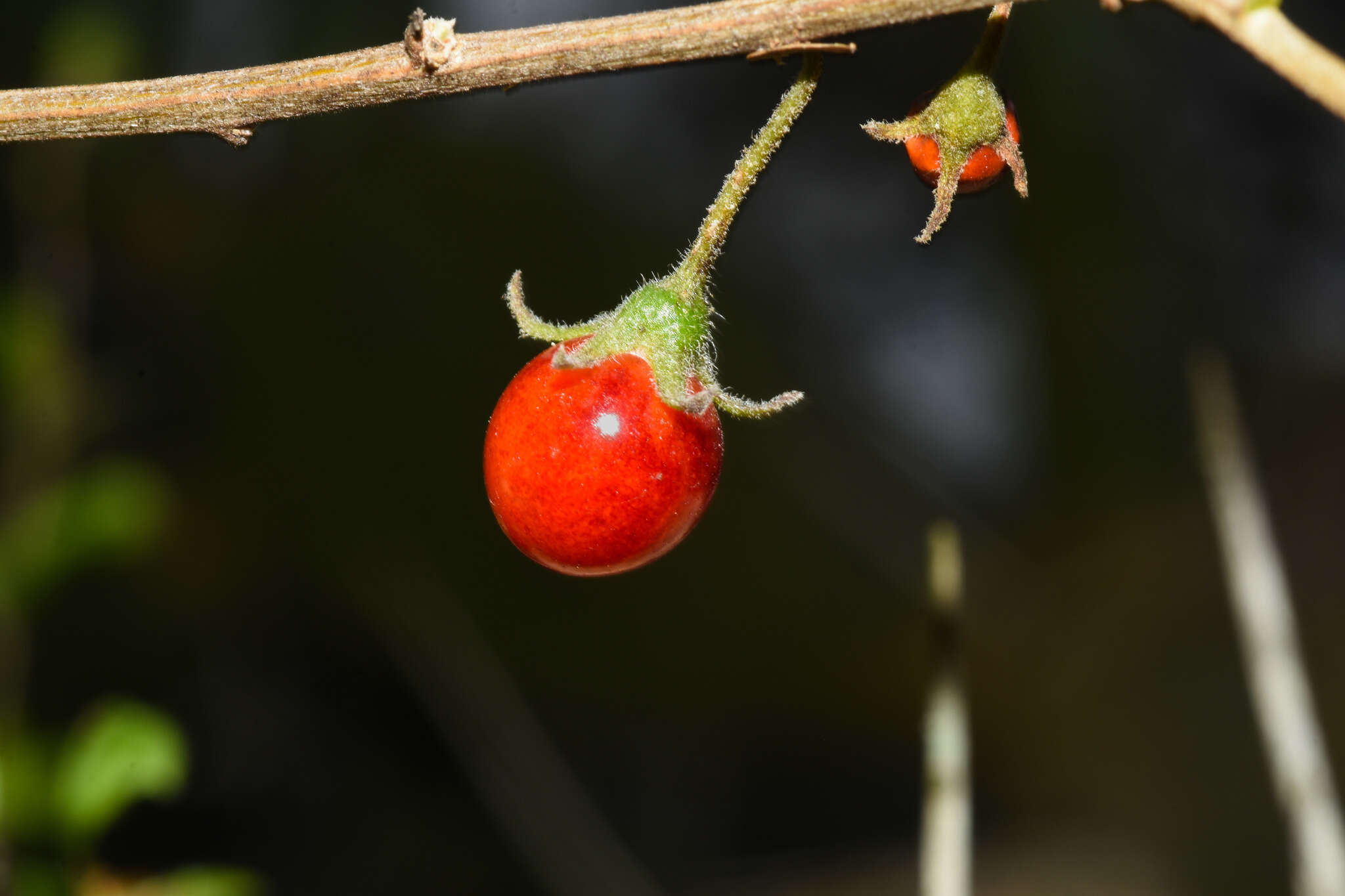 Image of Lycium ciliatum Schltdl.