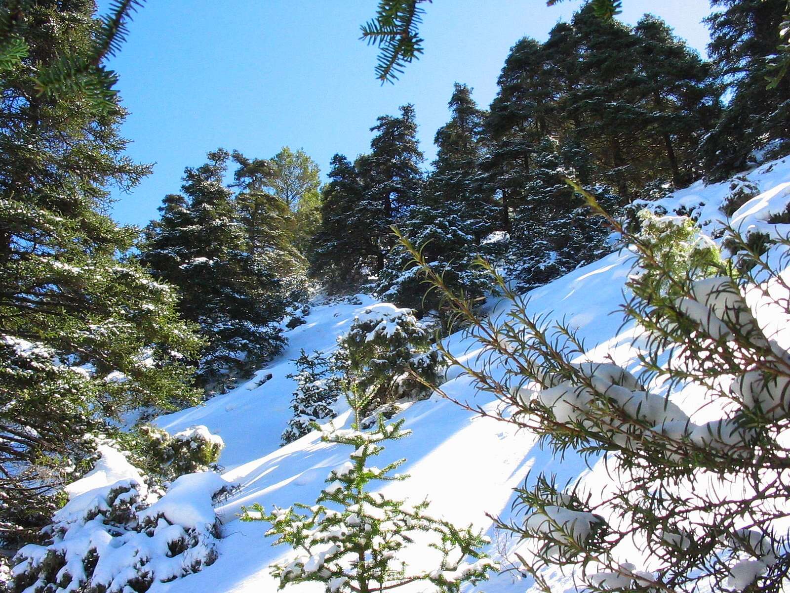 Image of Spanish Fir