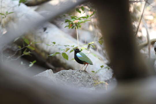 Image of Rainbow Pitta