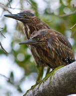 Image of Green-backed Heron