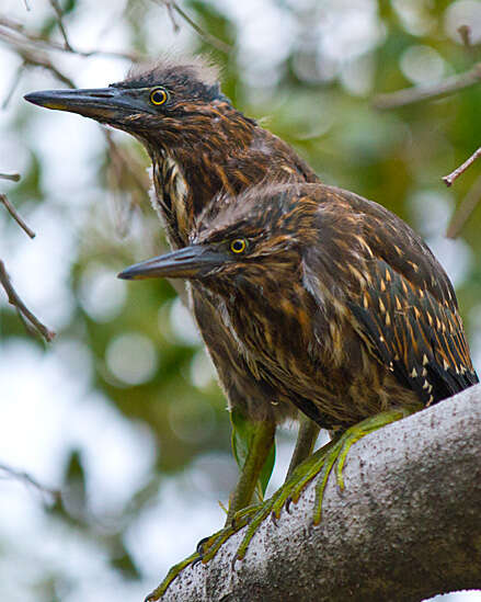 Image of Green-backed Heron