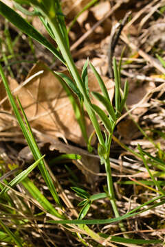 Lathyrus pannonicus subsp. collinus (J. Ortmann) Soo的圖片