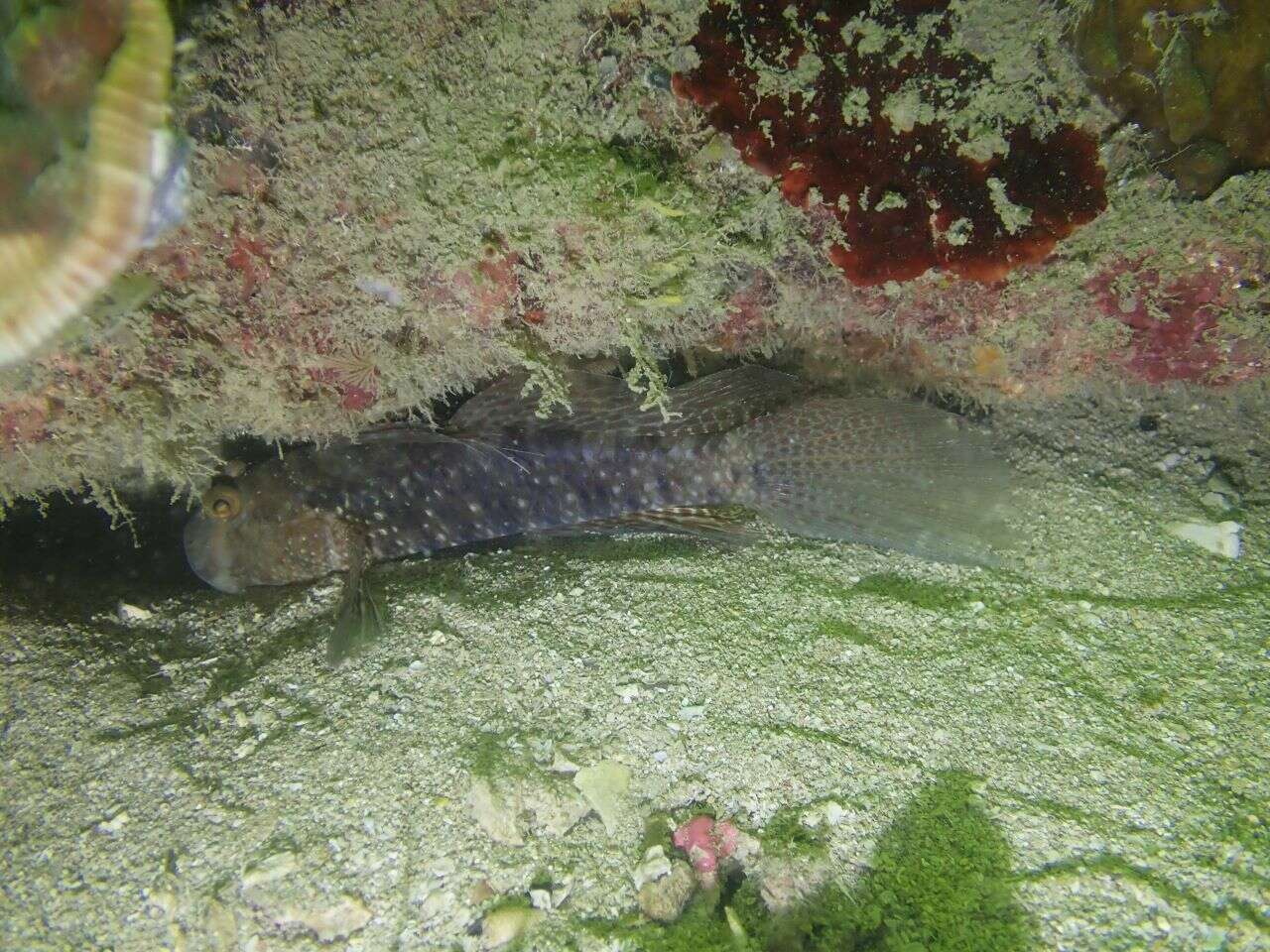 Image of Beautiful goby