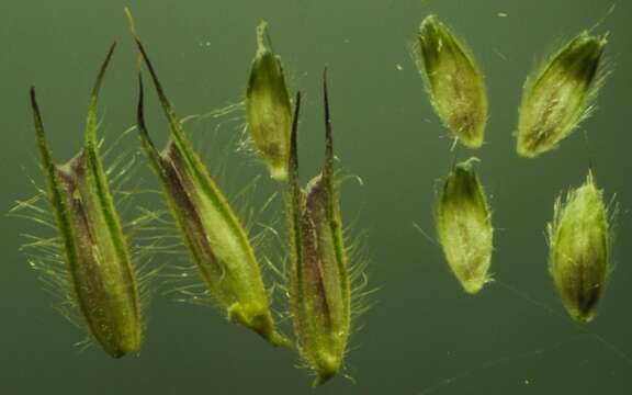 Image of Orange Foxtail