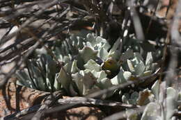 Image of Caputia scaposa var. addoensis (Compton) B. Nord. & Pelser