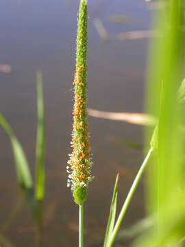 Image of Orange Foxtail