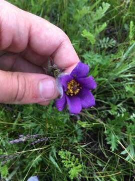 Pulsatilla ambigua (Turcz.) Juzepczuk resmi