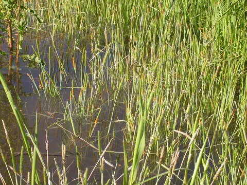 Image of Orange Foxtail