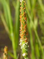 Image of Orange Foxtail