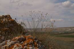 Image of Gypsophila pallasii S. S. Ikonnikov