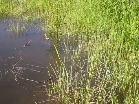 Image of Orange Foxtail