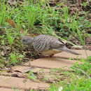 Image of Geopelia placida placida Gould 1844