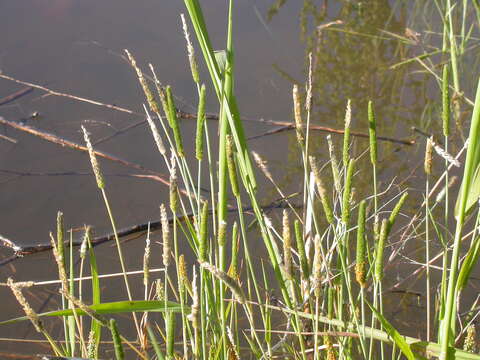 Image of Orange Foxtail