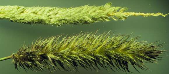 Image of Orange Foxtail