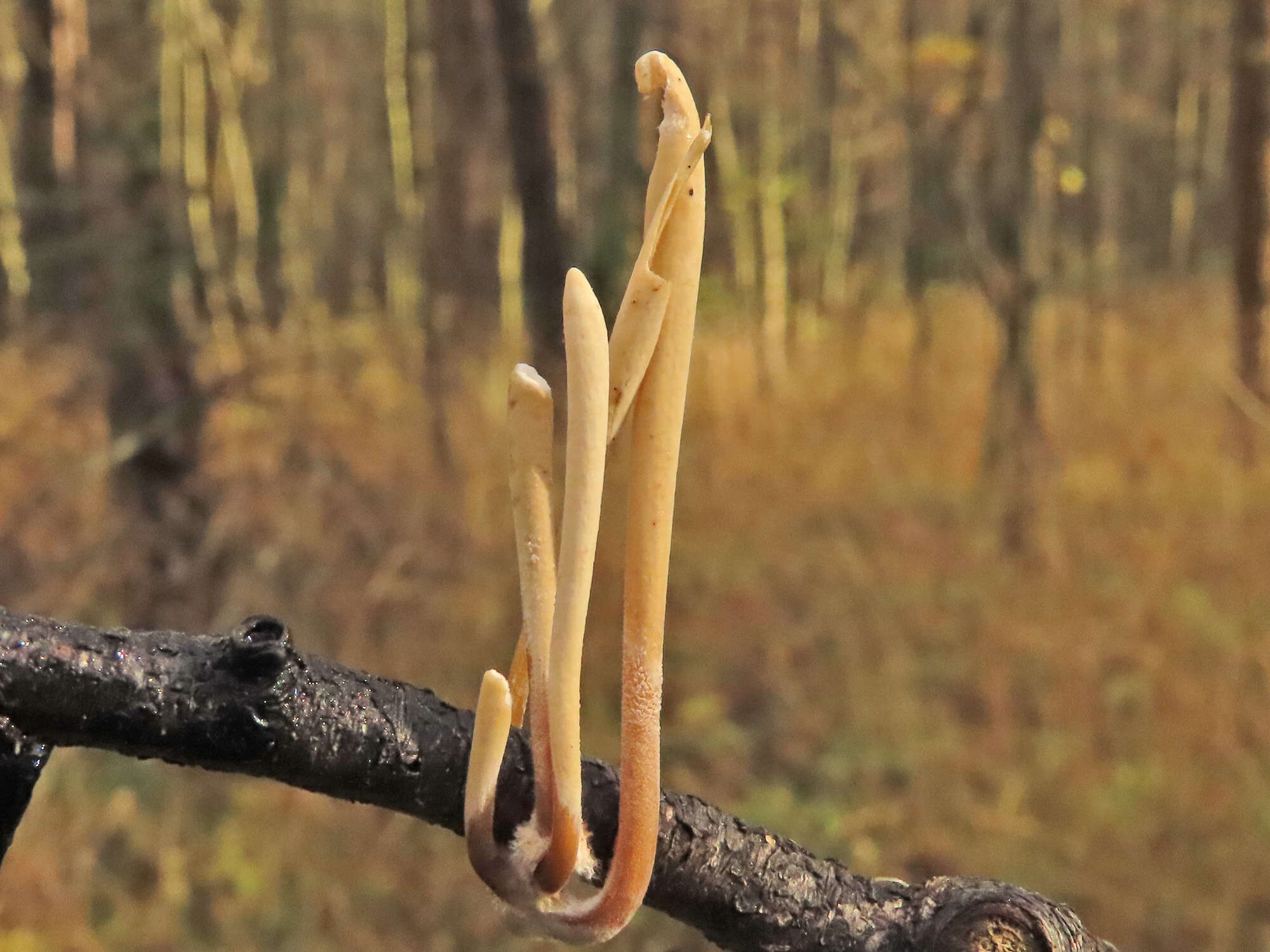Image of Typhula contorta (Holmsk.) Olariaga 2013