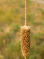 Image of Creeping Foxtail