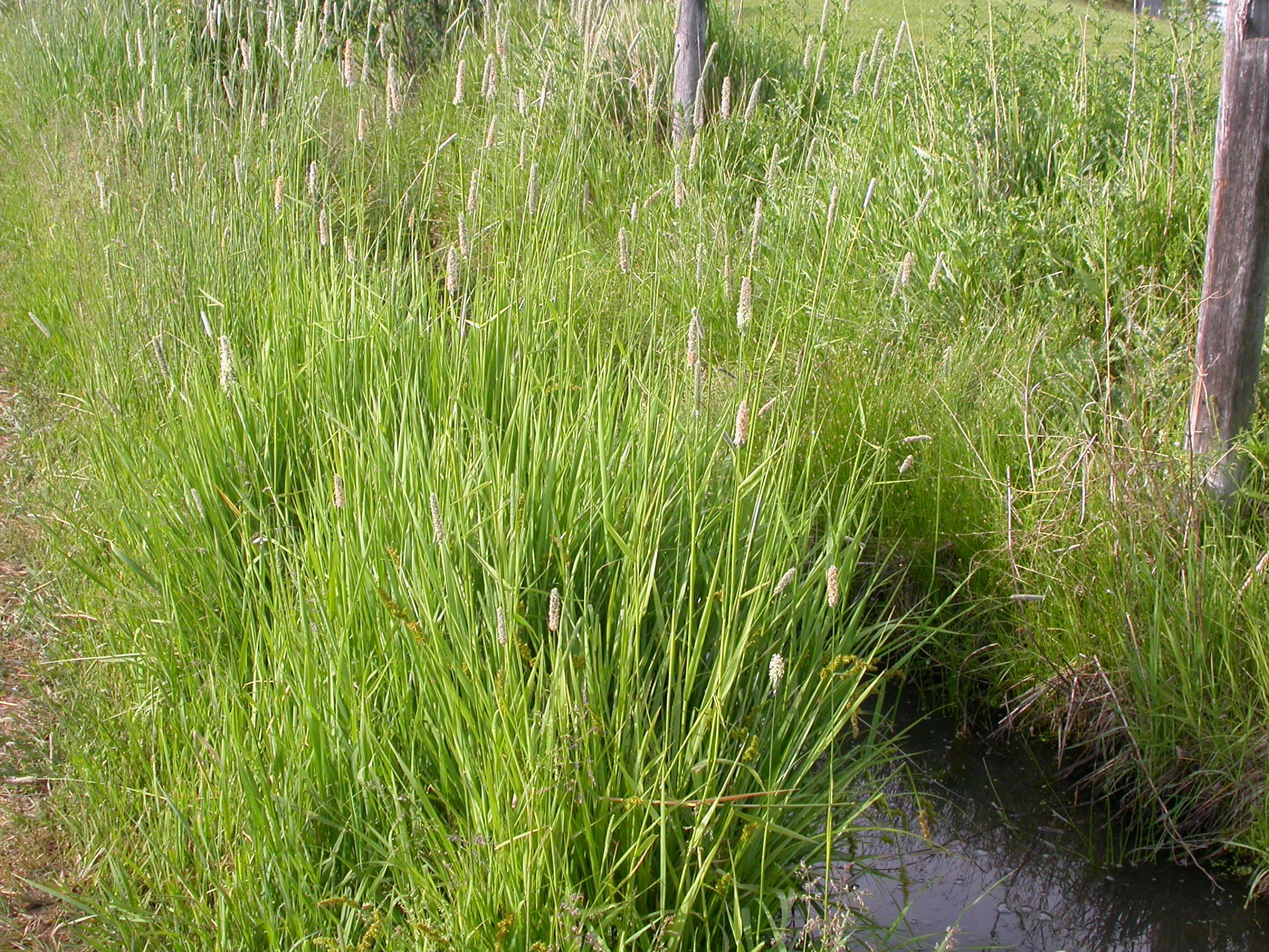 Image of Creeping Foxtail