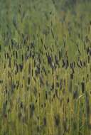 Image of Creeping Foxtail