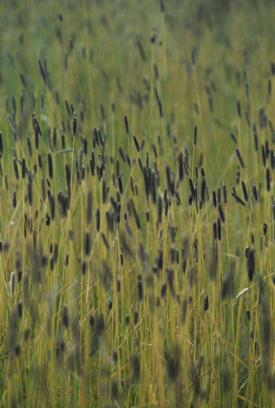 Image of Creeping Foxtail