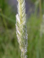 Image of Creeping Foxtail