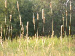 Image of Creeping Foxtail