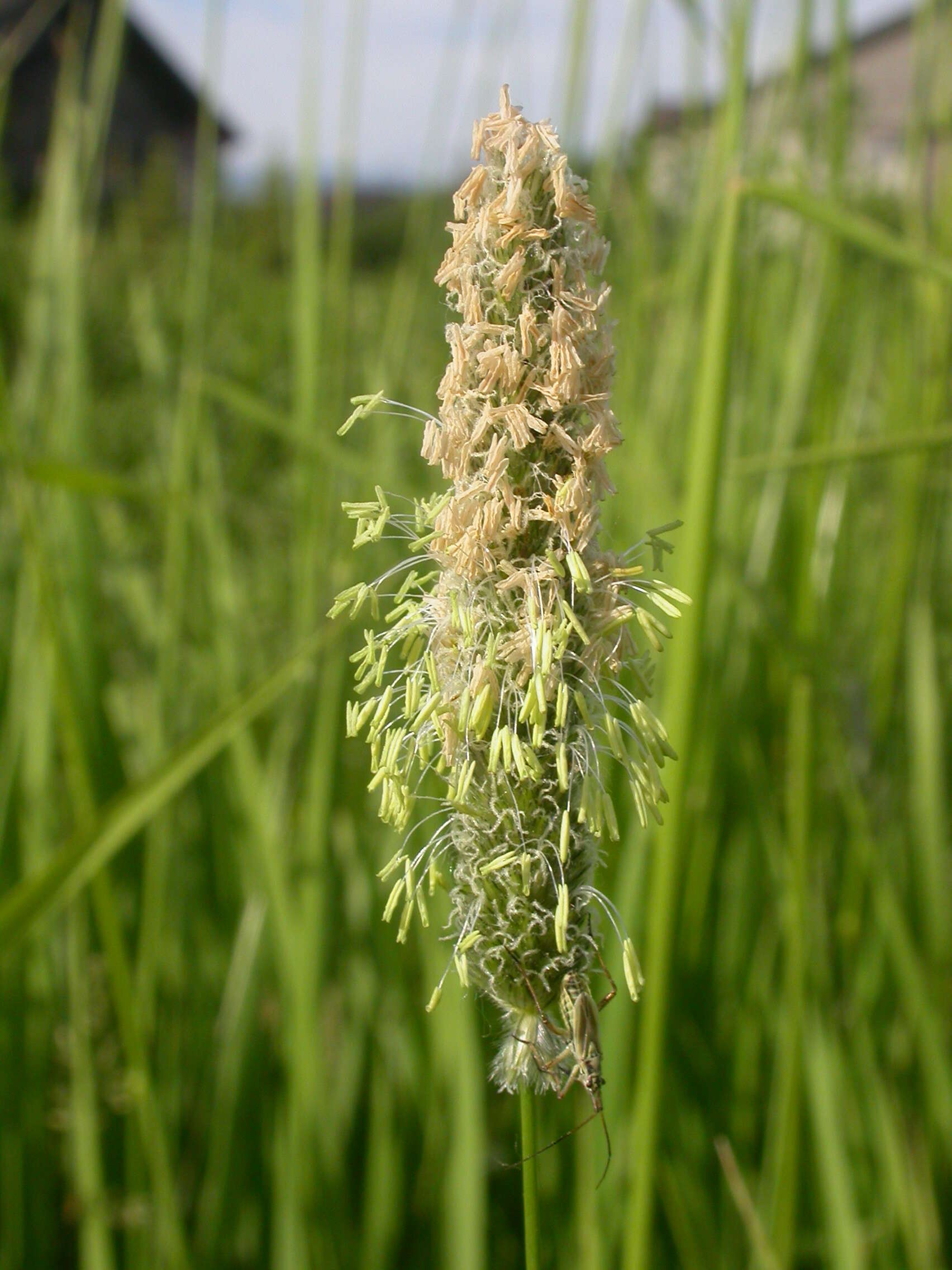 Imagem de Alopecurus arundinaceus Poir.