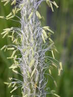 Image of Creeping Foxtail