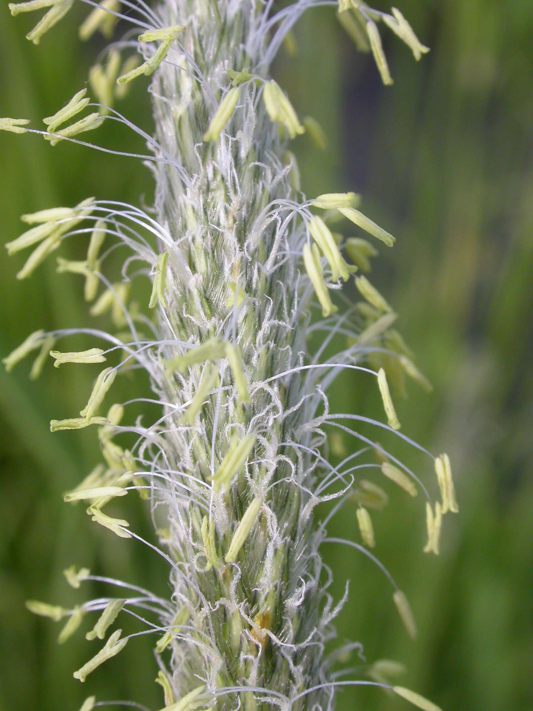 Image of Creeping Foxtail