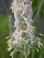 Image of Creeping Foxtail