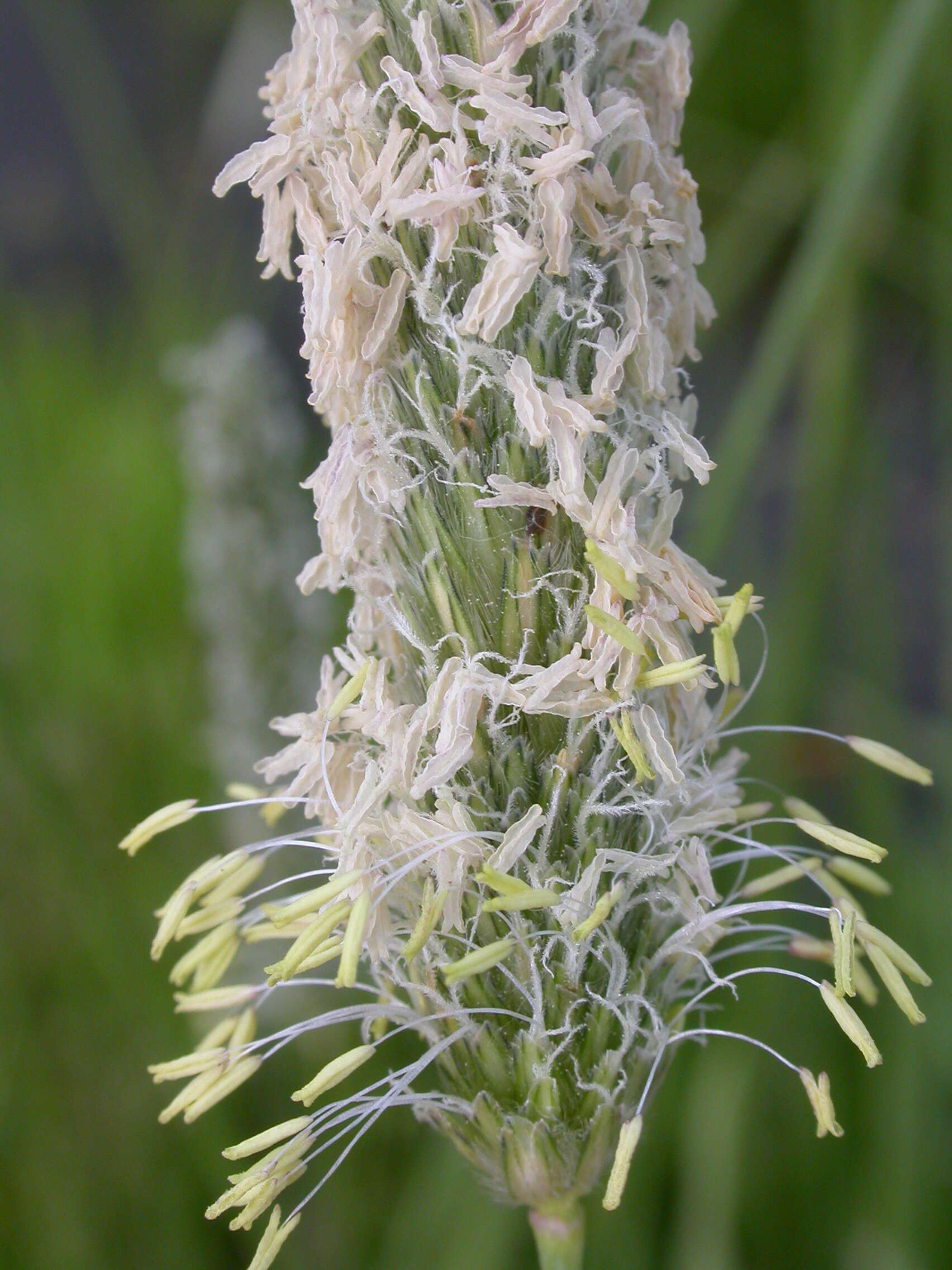 Image of Creeping Foxtail