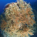 Image of black Coral