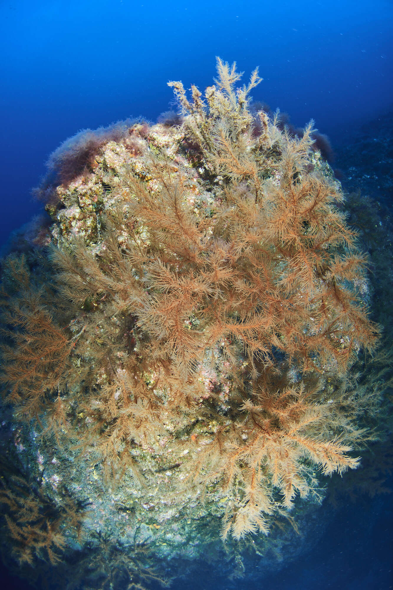 Image of black Coral