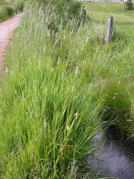 Image of Creeping Foxtail