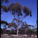 Image of Eucalyptus assimilans L. A. S. Johnson & K. D. Hill